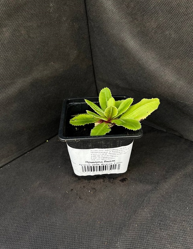 Примула мелкозубчатая Лилак 1 шт Р9